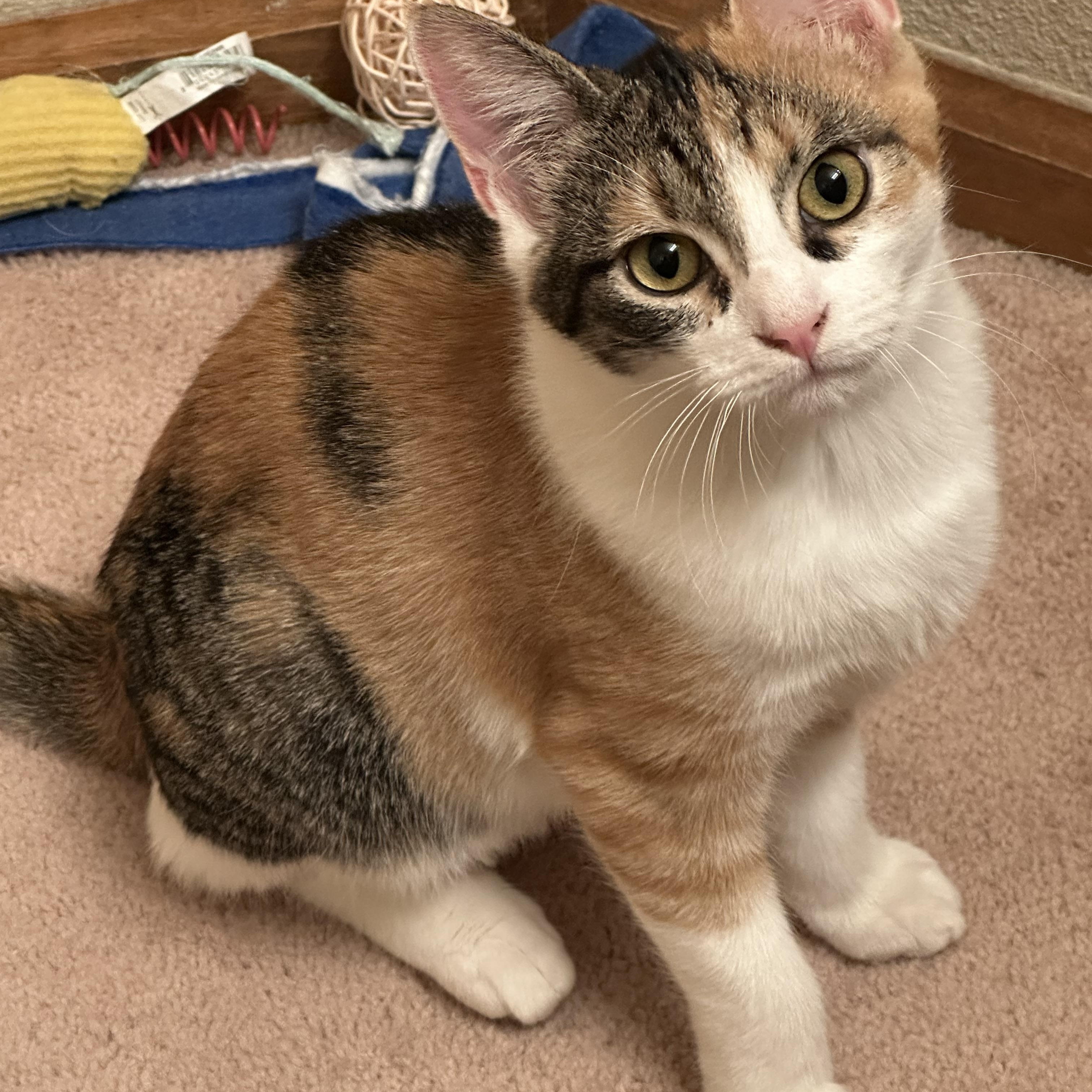 Wizzer (bonded to Tango)