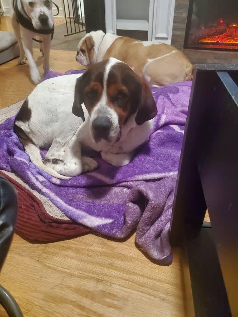 Enlarge Butch, a Adoptable Saint Bernard in Glenmoore, PA image 2/3