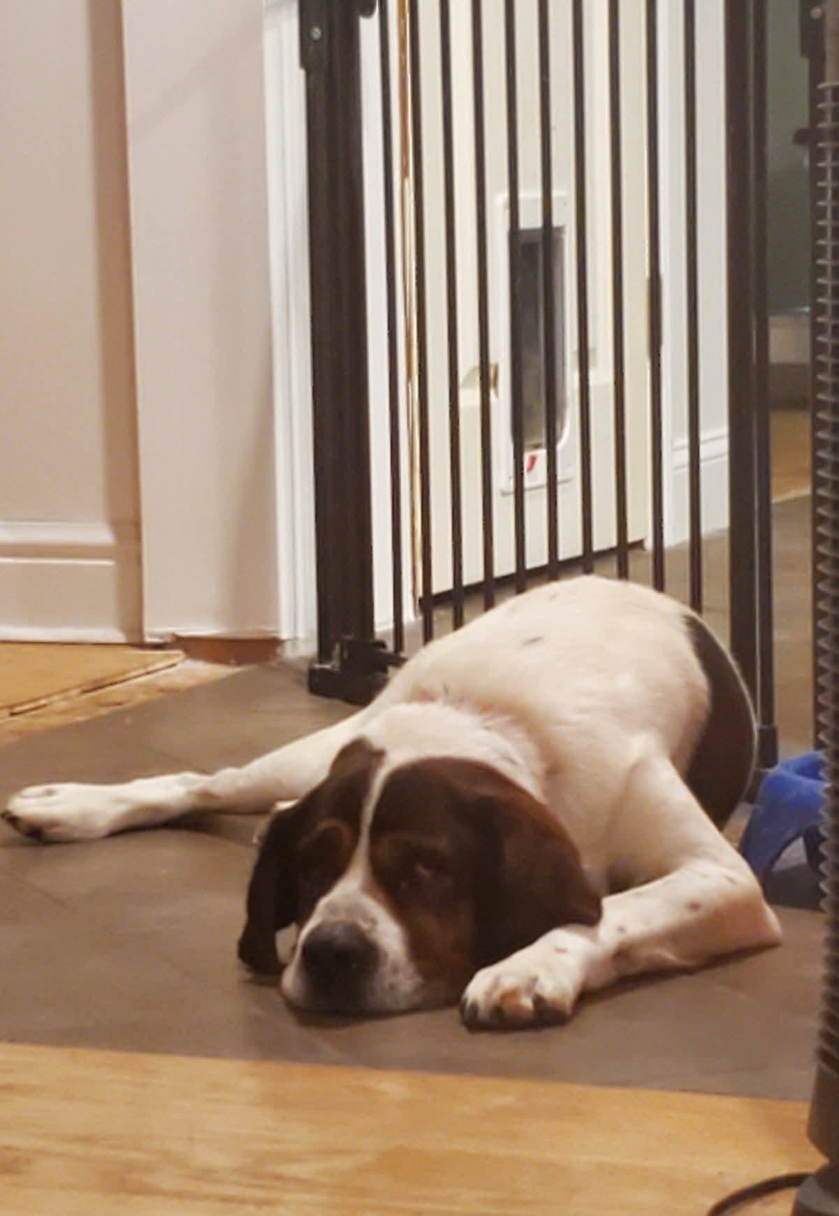 Enlarge Butch, a Adoptable Saint Bernard in Glenmoore, PA image 3/3