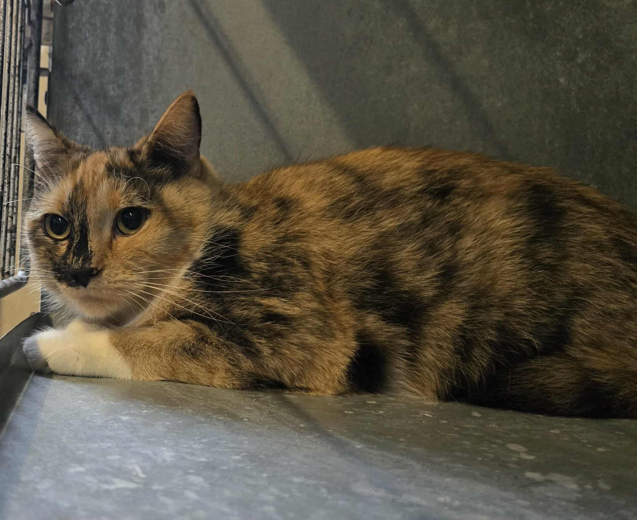 Enlarge Capri, a ADOPTABLE mixed breed in Freeport, IL image 2/2