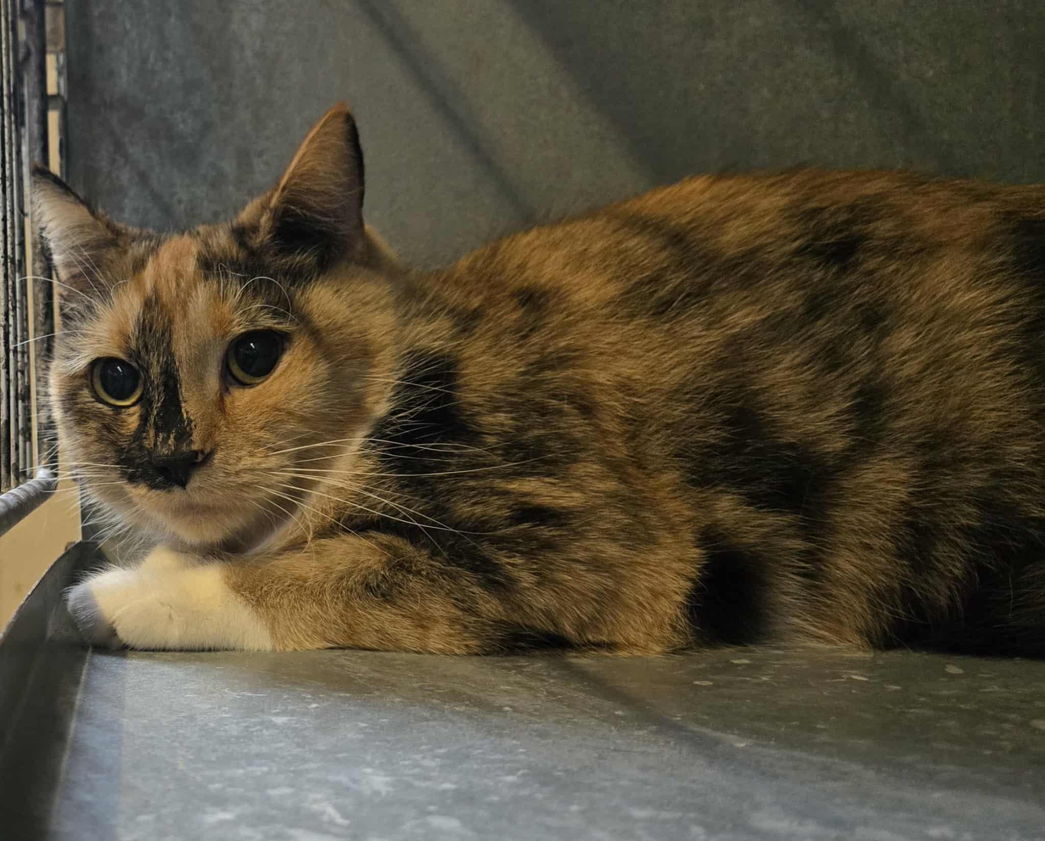 Capri, ADOPTABLE, Adult Female Tortoiseshell & Domestic Short Hair.