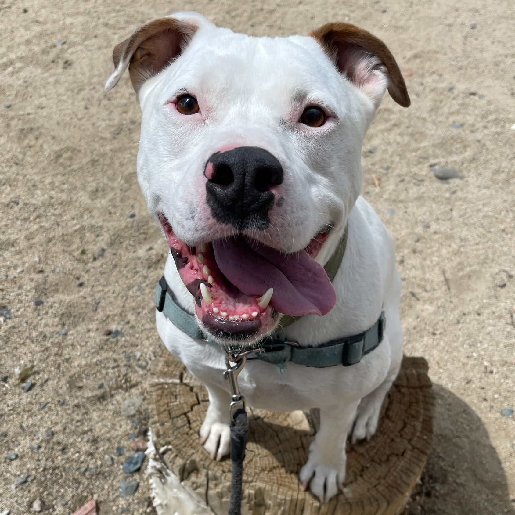 Nacho, a Adoptable Pit Bull Terrier in Washoe Valley, NV image 1/2
