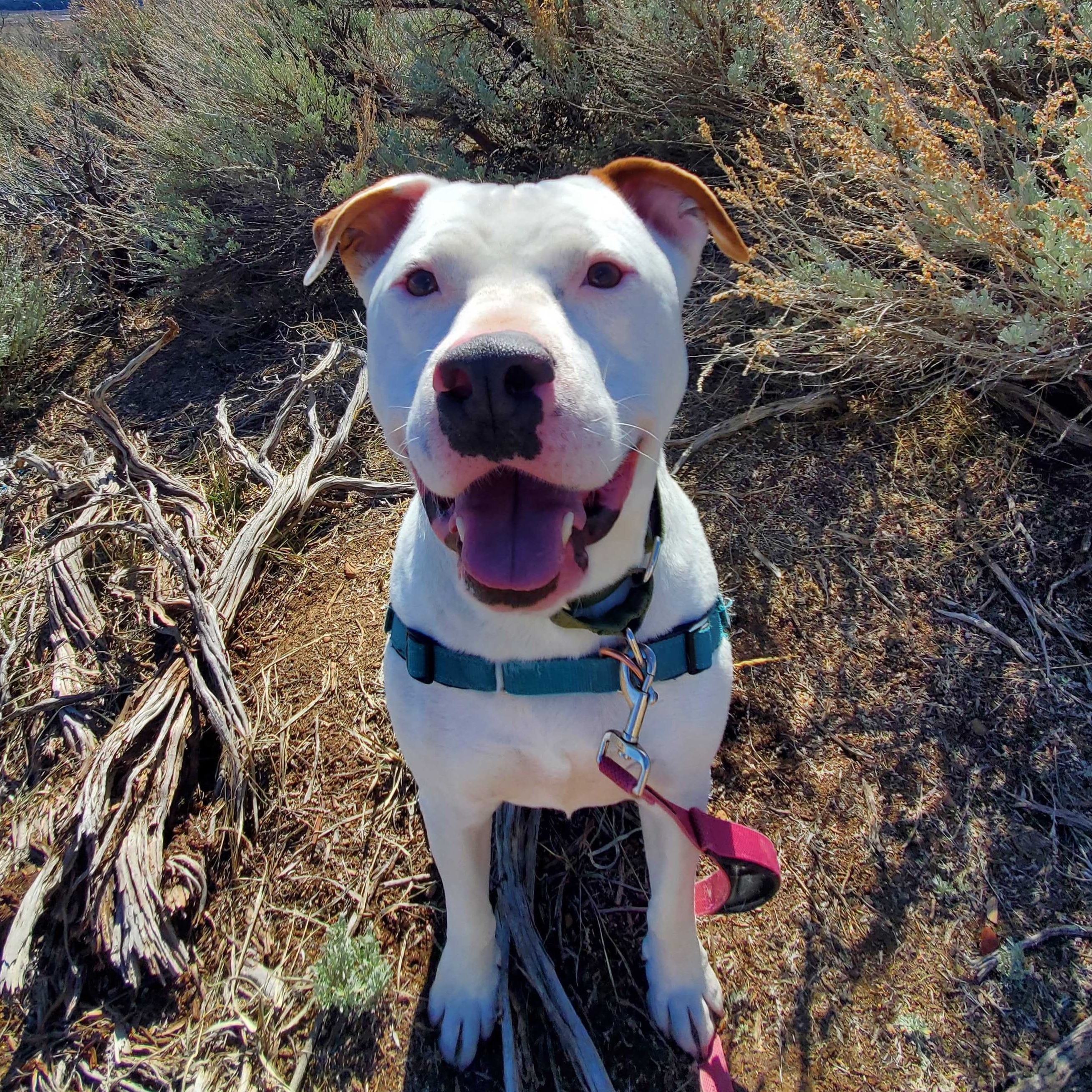 Nacho, a Adoptable Pit Bull Terrier in Washoe Valley, NV image 2/2