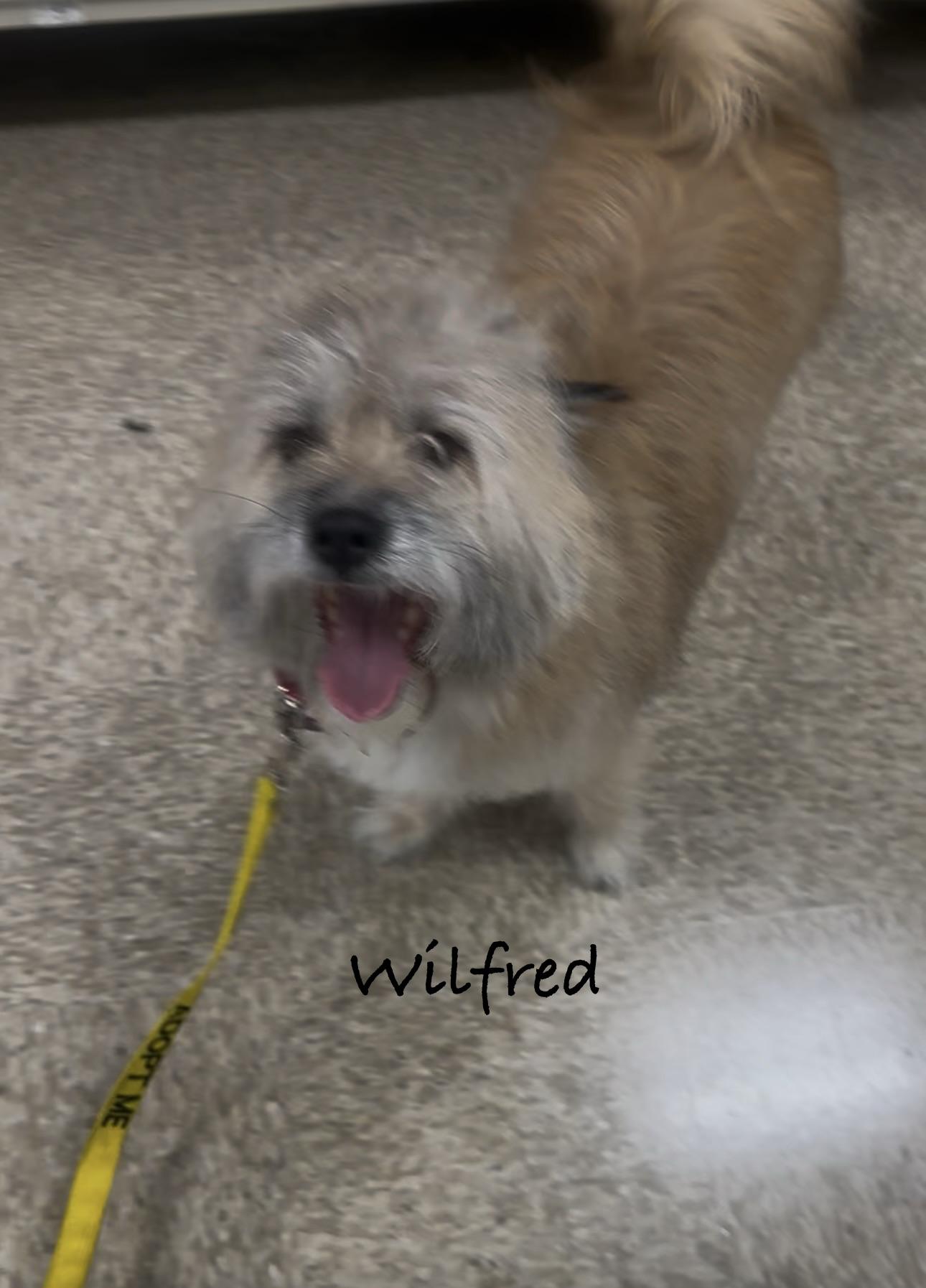 Enlarge Wilfred, a Adoptable mixed breed in Las Vegas, NV image 1/1
