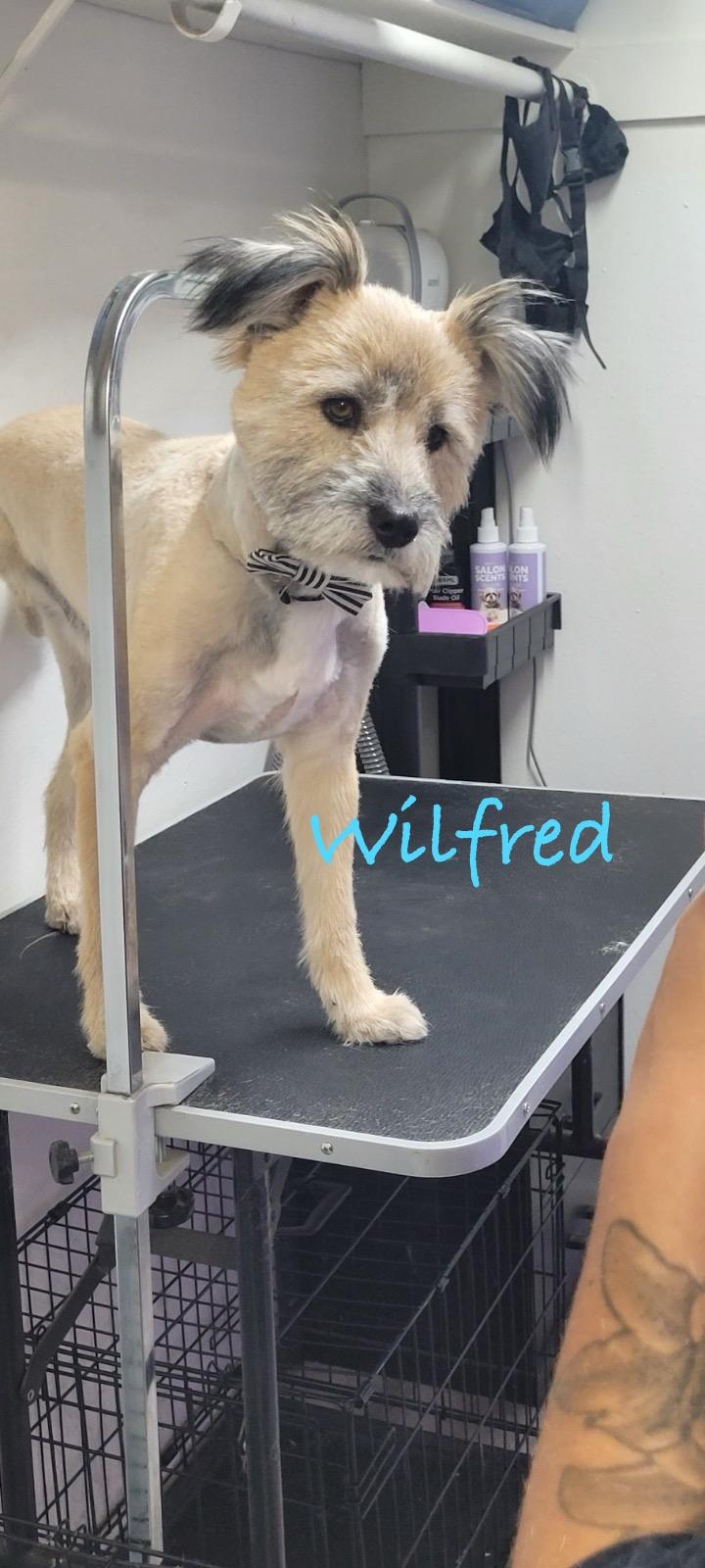 Wilfred, Adoptable, Adult Male Terrier.
