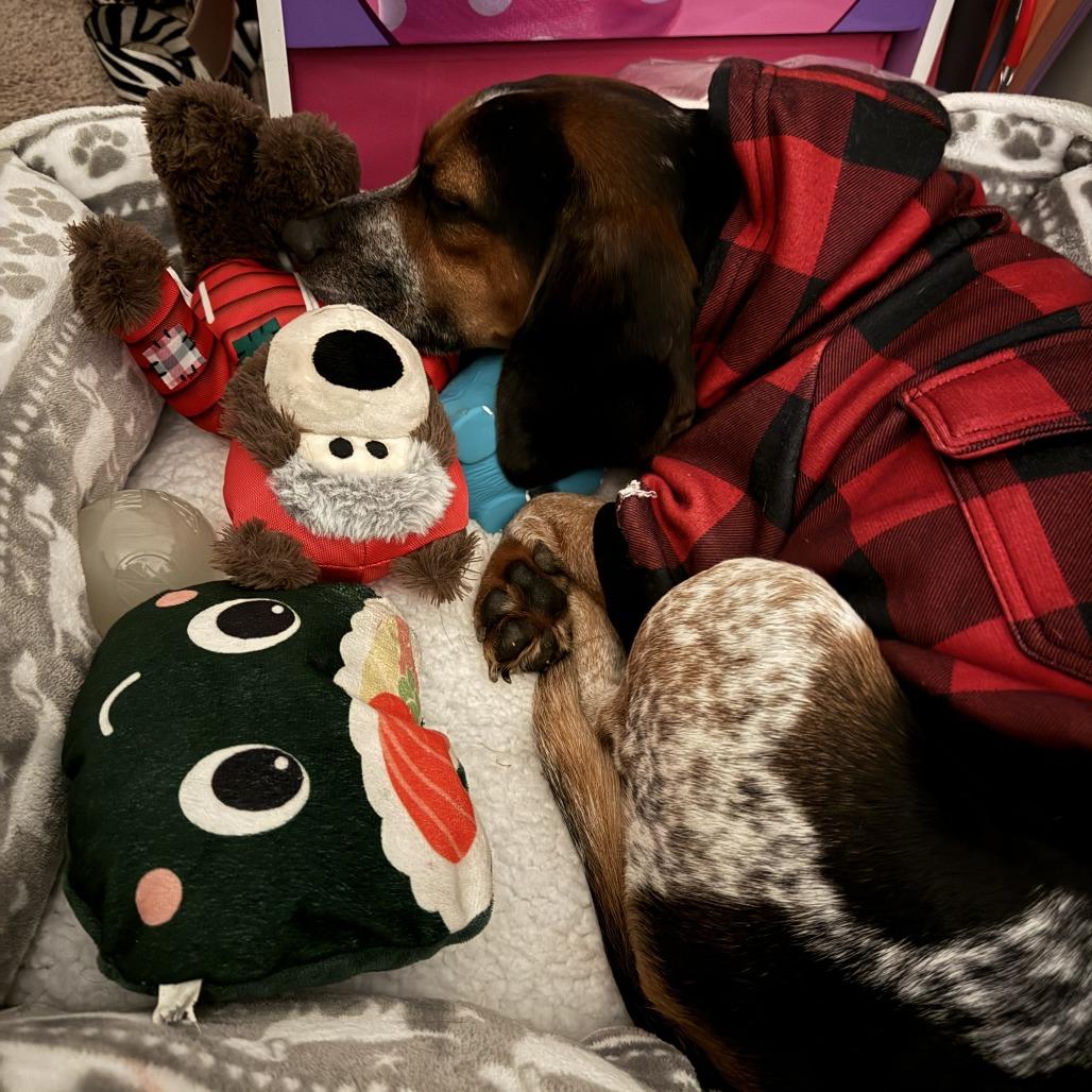 Cosmopolitan, a Adoptable Beagle in Northbrook, IL image 2/6
