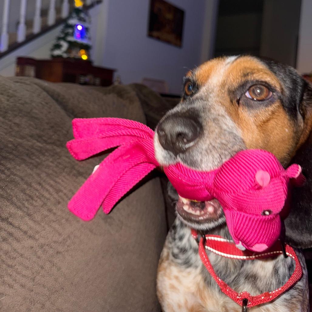 Cosmopolitan, a Adoptable Beagle in Northbrook, IL image 3/6