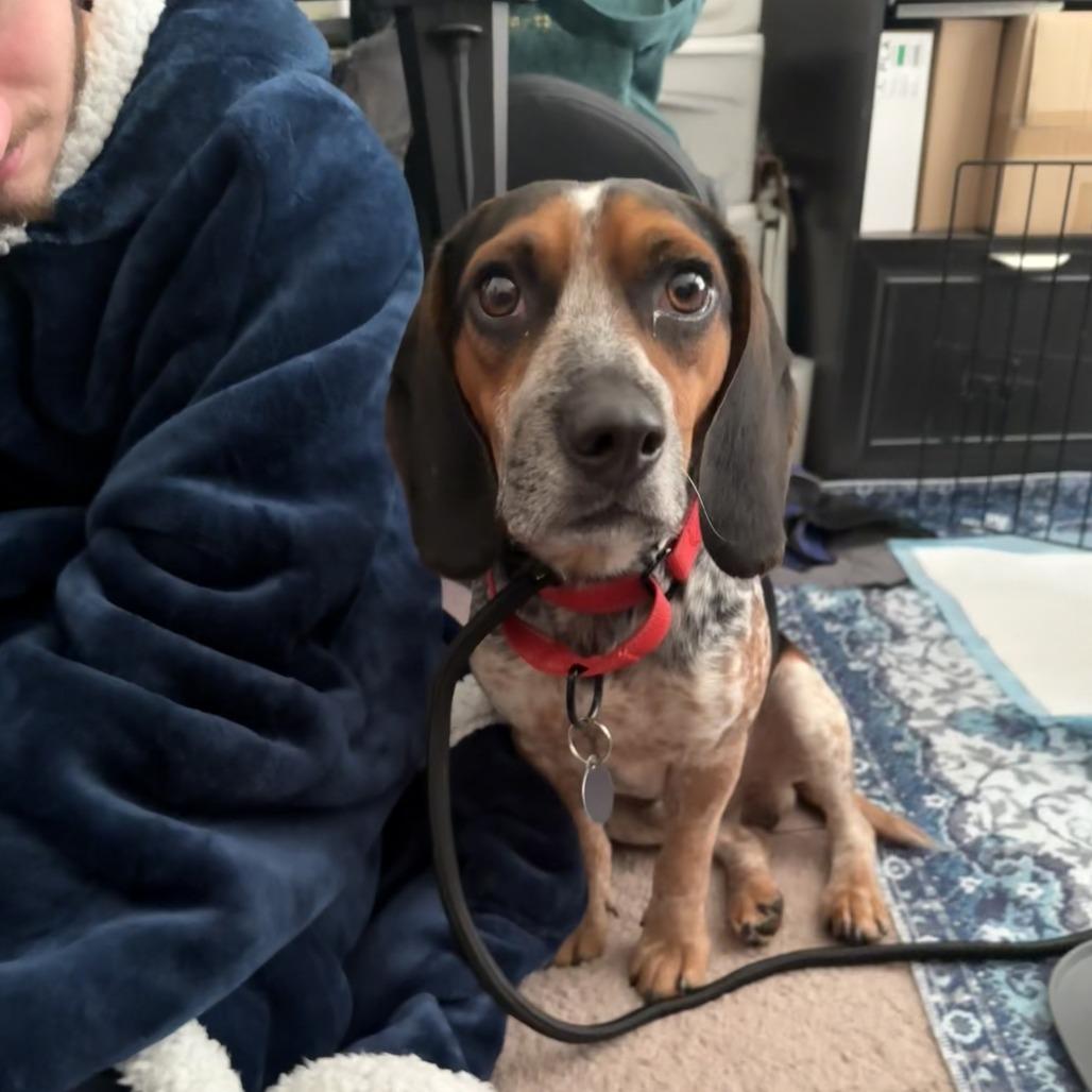 Cosmopolitan, a Adoptable Beagle in Northbrook, IL image 4/6