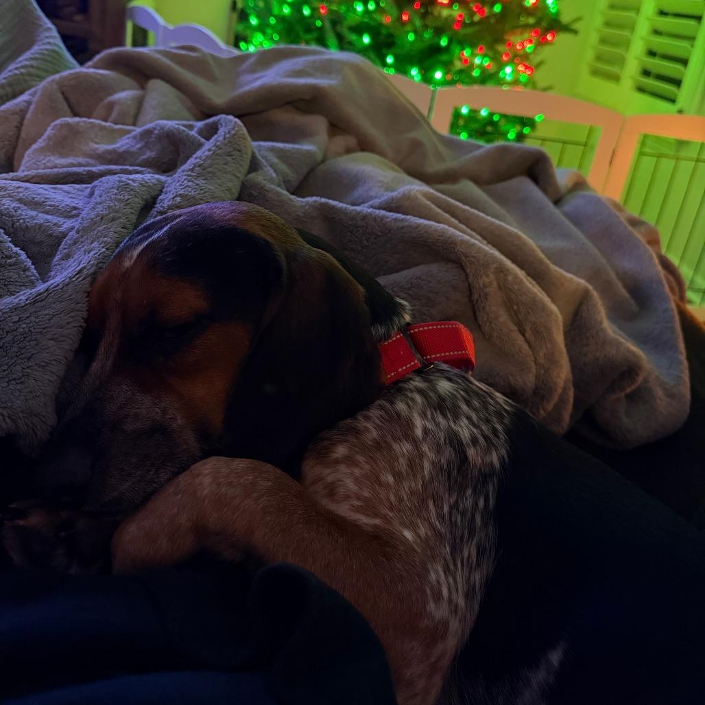 Cosmopolitan, a Adoptable Beagle in Northbrook, IL image 5/6