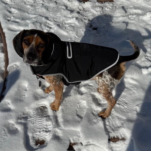 Cosmopolitan, a Adoptable Beagle in Northbrook, IL image 6/6