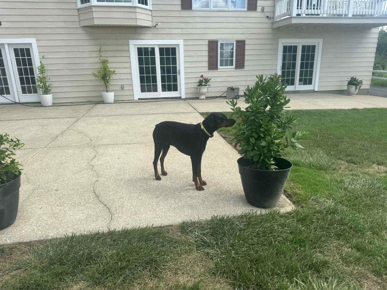 Wilson, Adopted, Adult Male Doberman Pinscher.