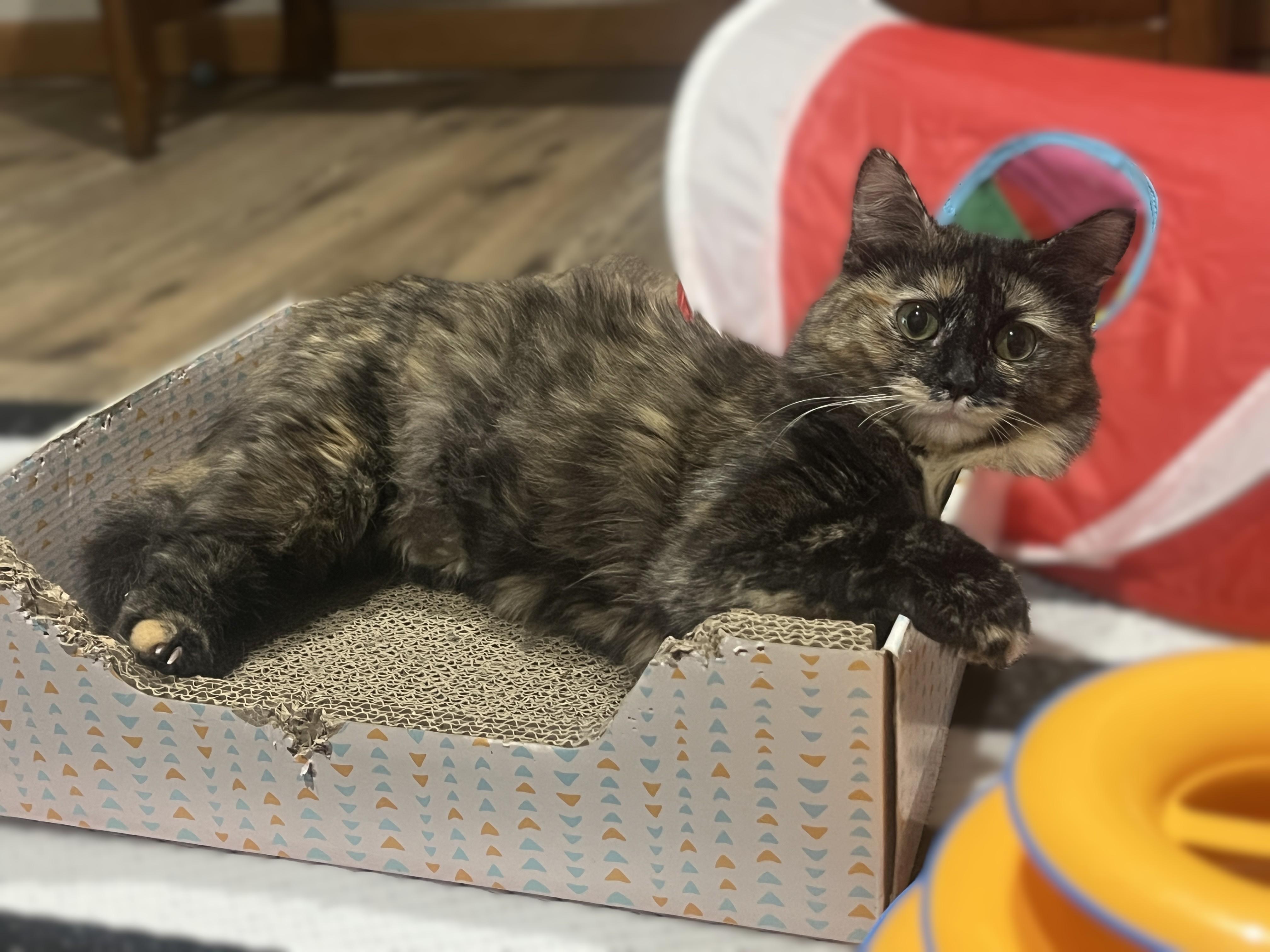 Enlarge Tori, a Adoptable Dilute Tortoiseshell in OVERLAND PARK, KS image 2/4