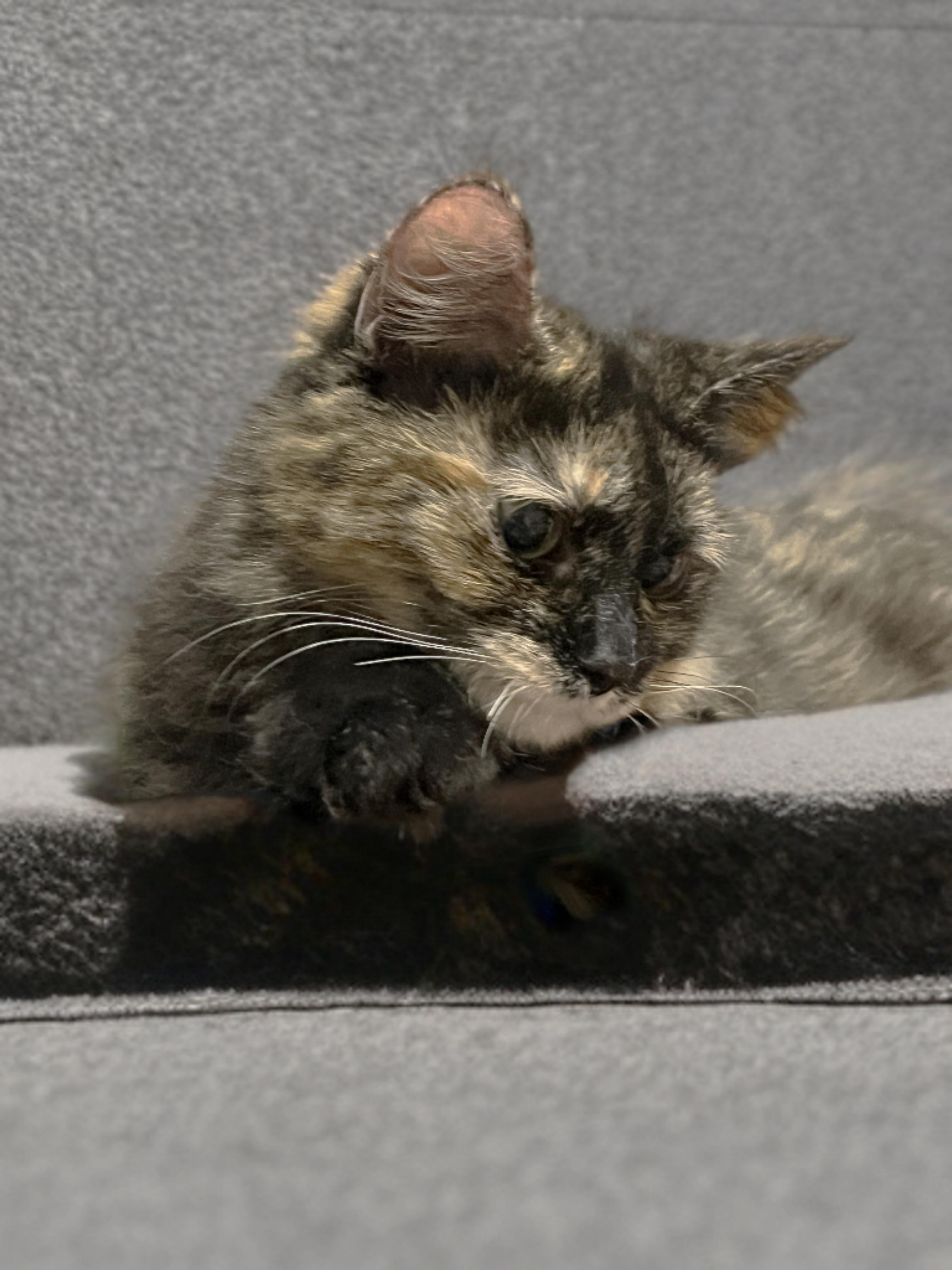 Tori, Adoptable, Kitten Female Dilute Tortoiseshell.