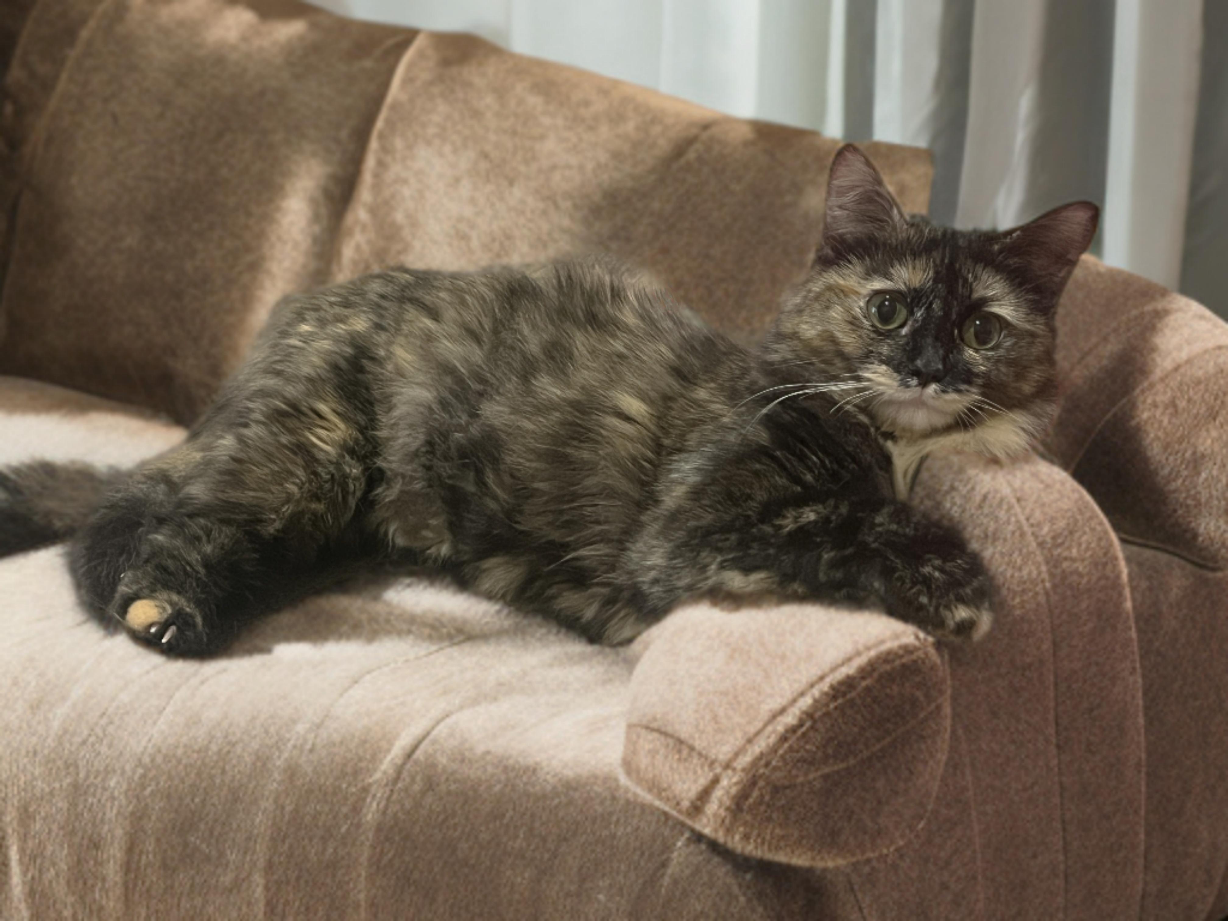 Enlarge Tori, a Adoptable Dilute Tortoiseshell in OVERLAND PARK, KS image 4/4