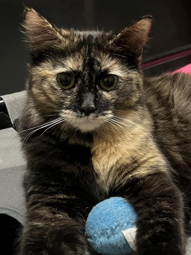 Tori, Adoptable, Kitten Female Dilute Tortoiseshell.