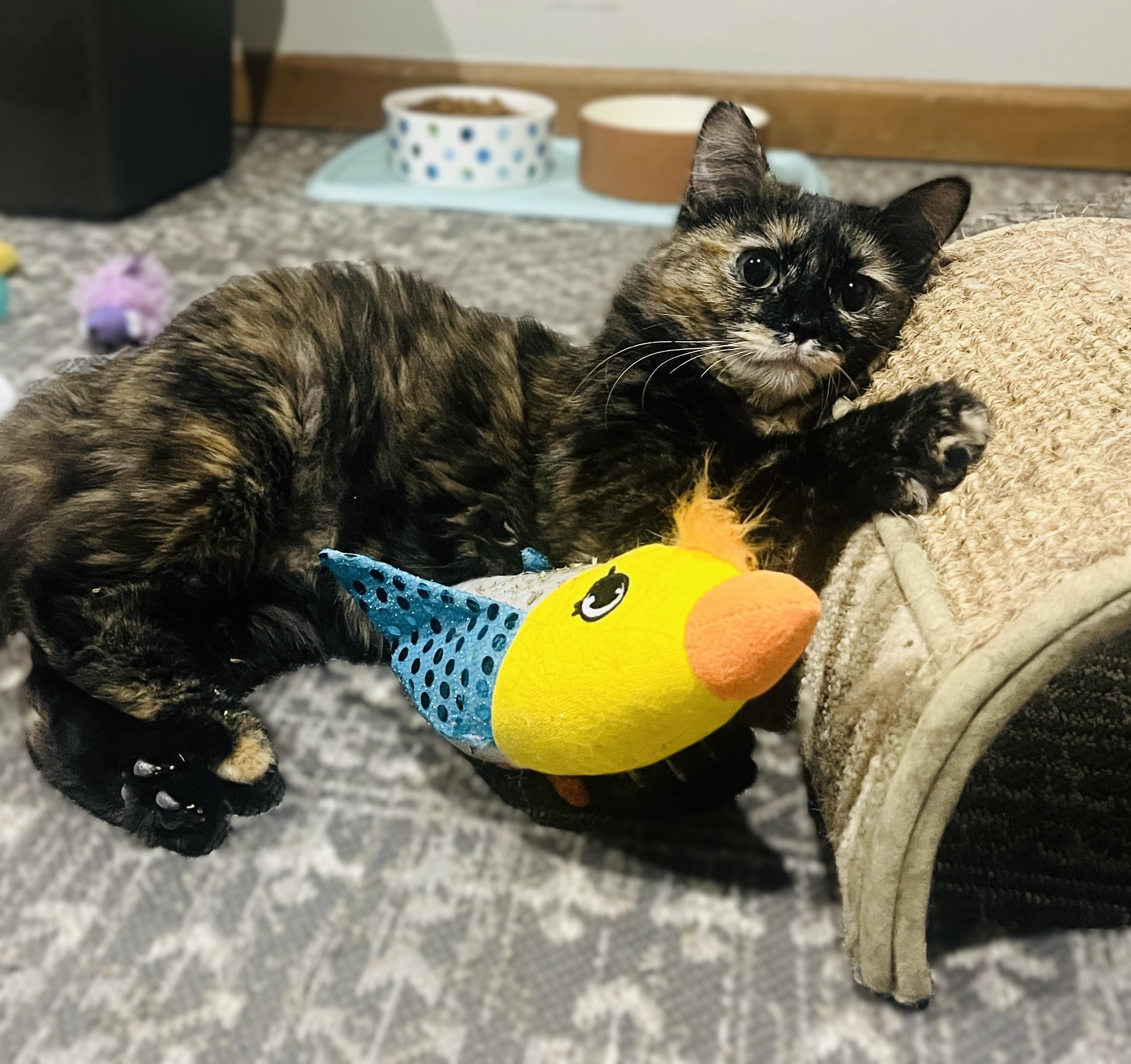 Enlarge Tori, a Adoptable Dilute Tortoiseshell in OVERLAND PARK, KS image 3/4