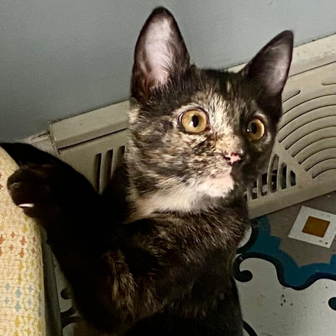 Enlarge Pepper, a Adoptable Tortoiseshell in Gastonia, NC image 3/5