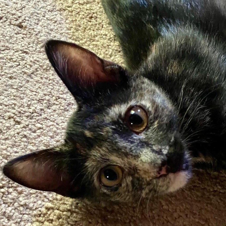 Enlarge Pepper, a Adoptable Tortoiseshell in Gastonia, NC image 5/5