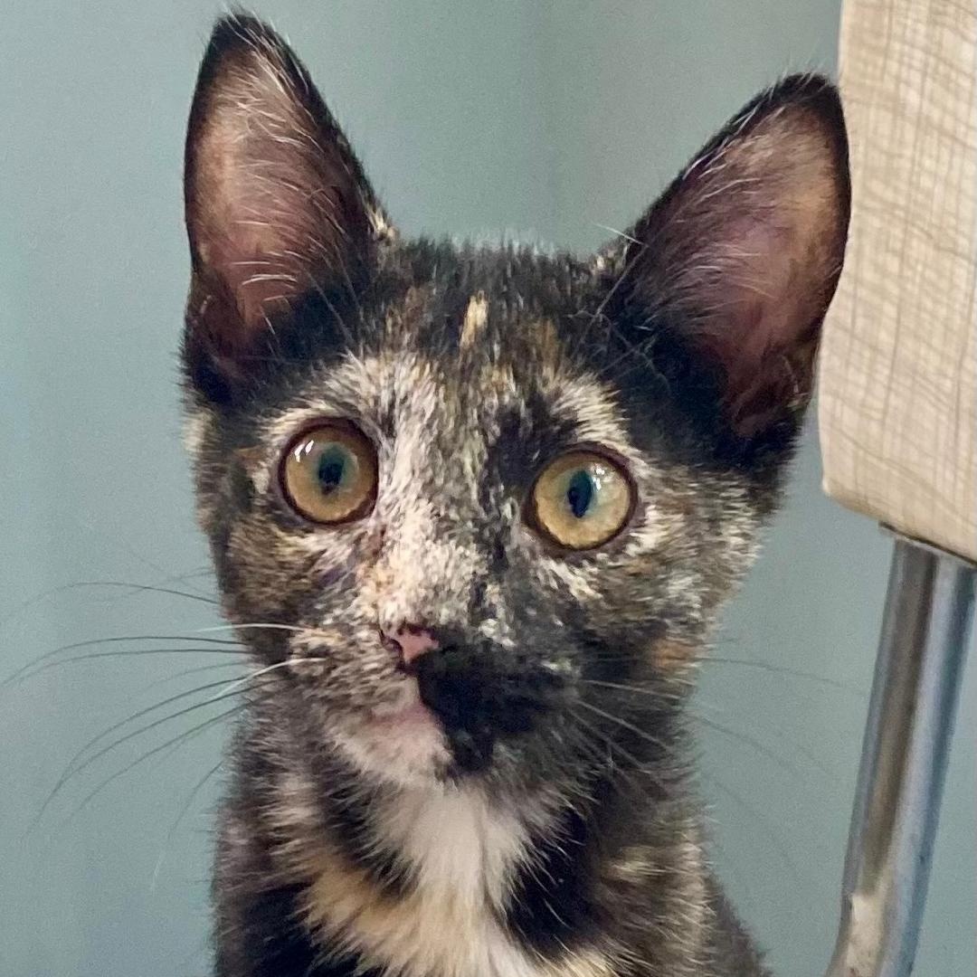 Pepper, Adoptable, Kitten Female Tortoiseshell.