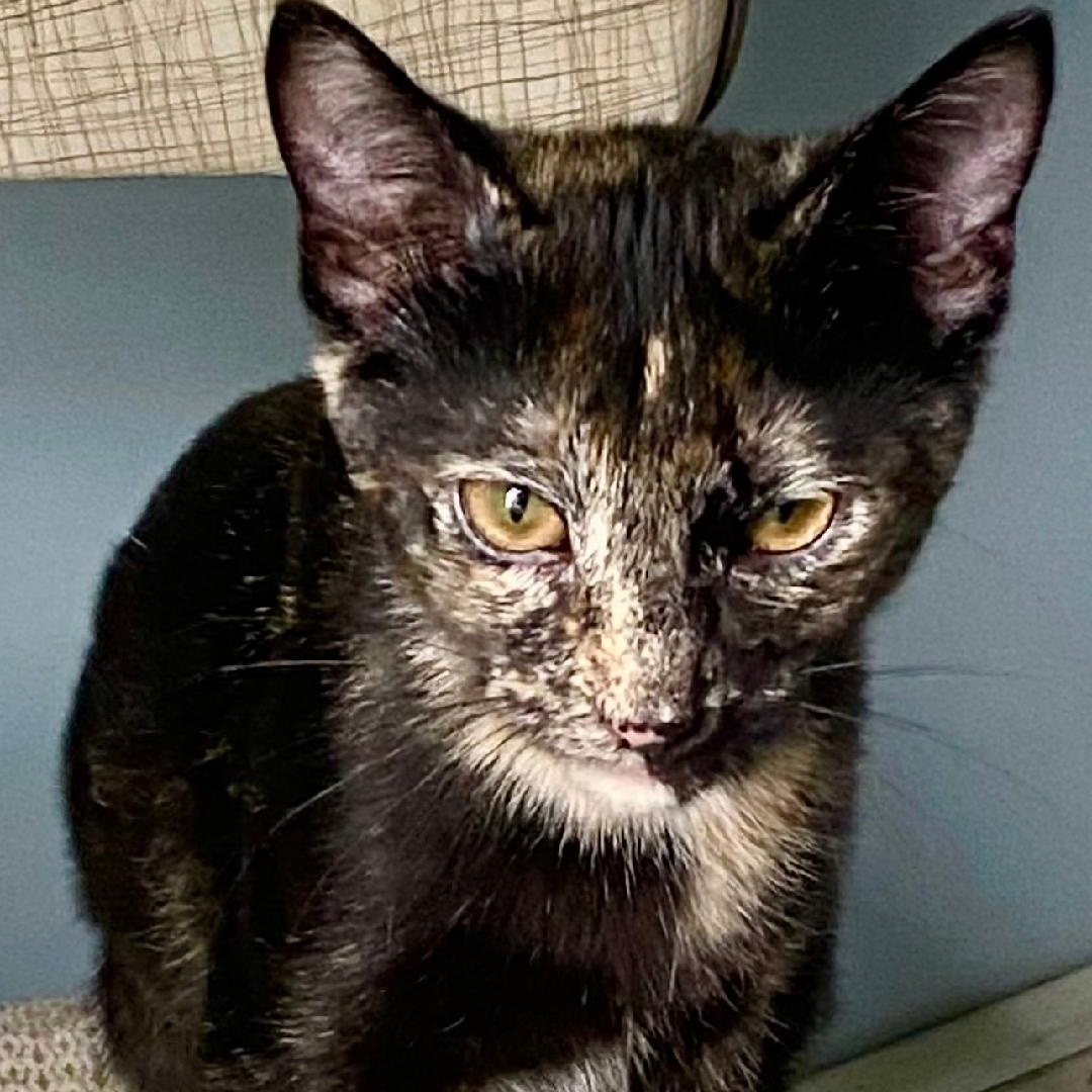 Enlarge Pepper, a Adoptable Tortoiseshell in Gastonia, NC image 4/5