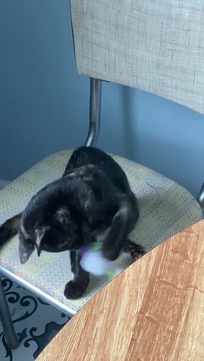 Enlarge Pepper, a Adoptable Tortoiseshell in Gastonia, NC video 1/5