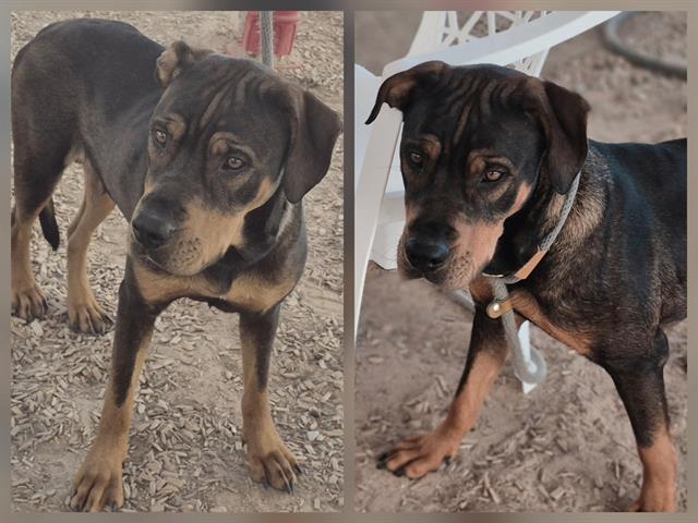 Enlarge MISSY, a Adoptable Shar-Pei in Albuquerque, NM image 1/1