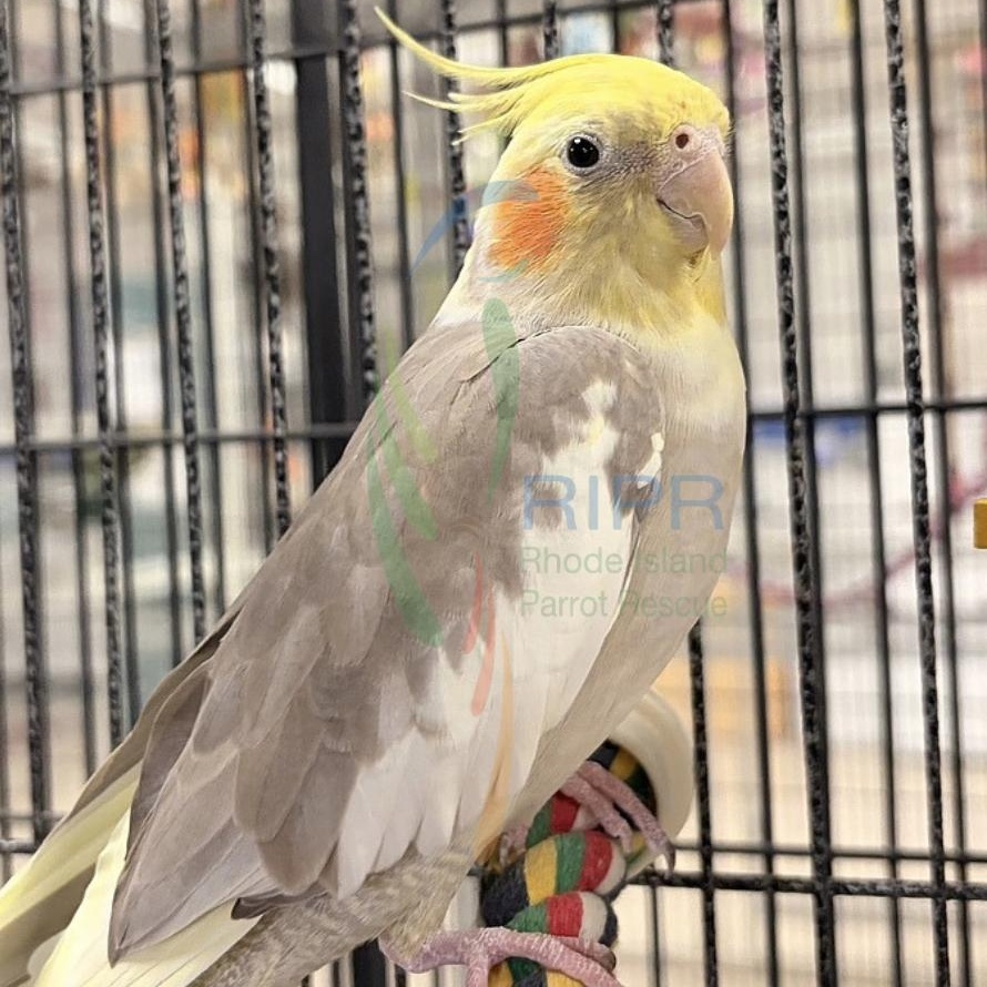 Enlarge Bella, an adopted Cockatiel in Warwick, RI image 1/1