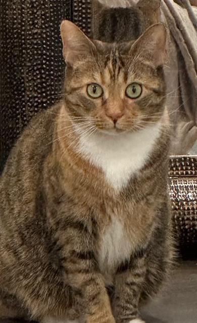 Dixie Lee, Adoptable, Adult Female Domestic Short Hair.