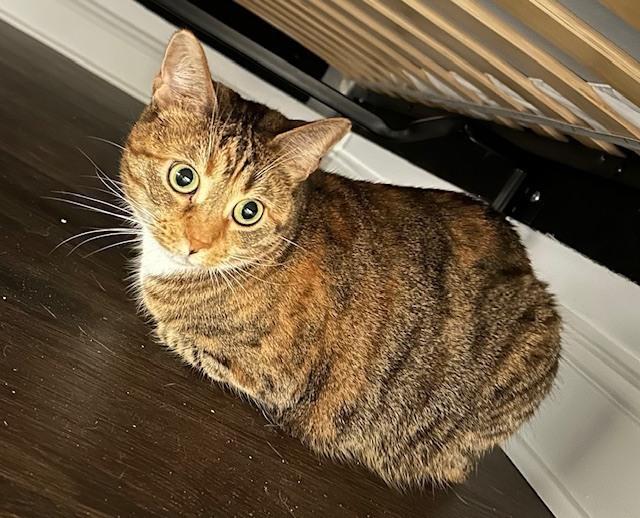 Enlarge Dixie Lee, a Adoptable mixed breed in Emerald Isle, NC image 2/3