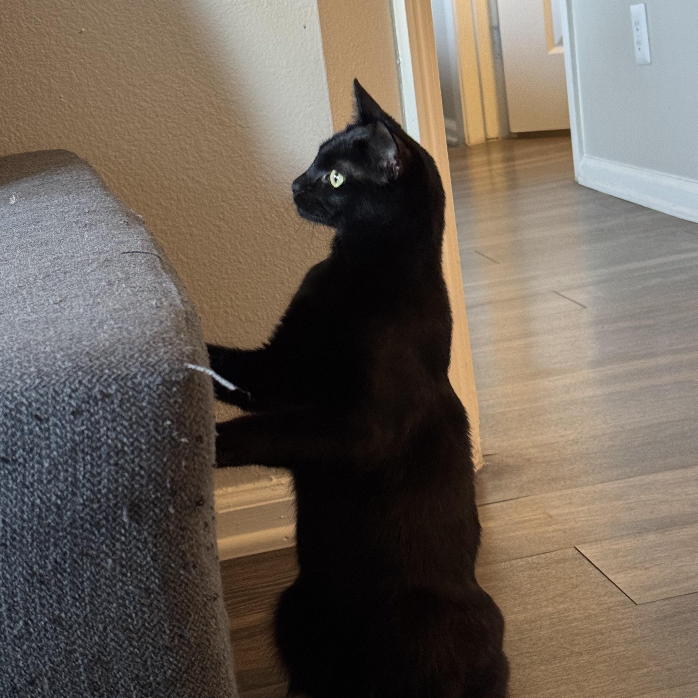 Enlarge Bunny Prakash Barton, an adopted Domestic Short Hair in Denver, CO image 3/5