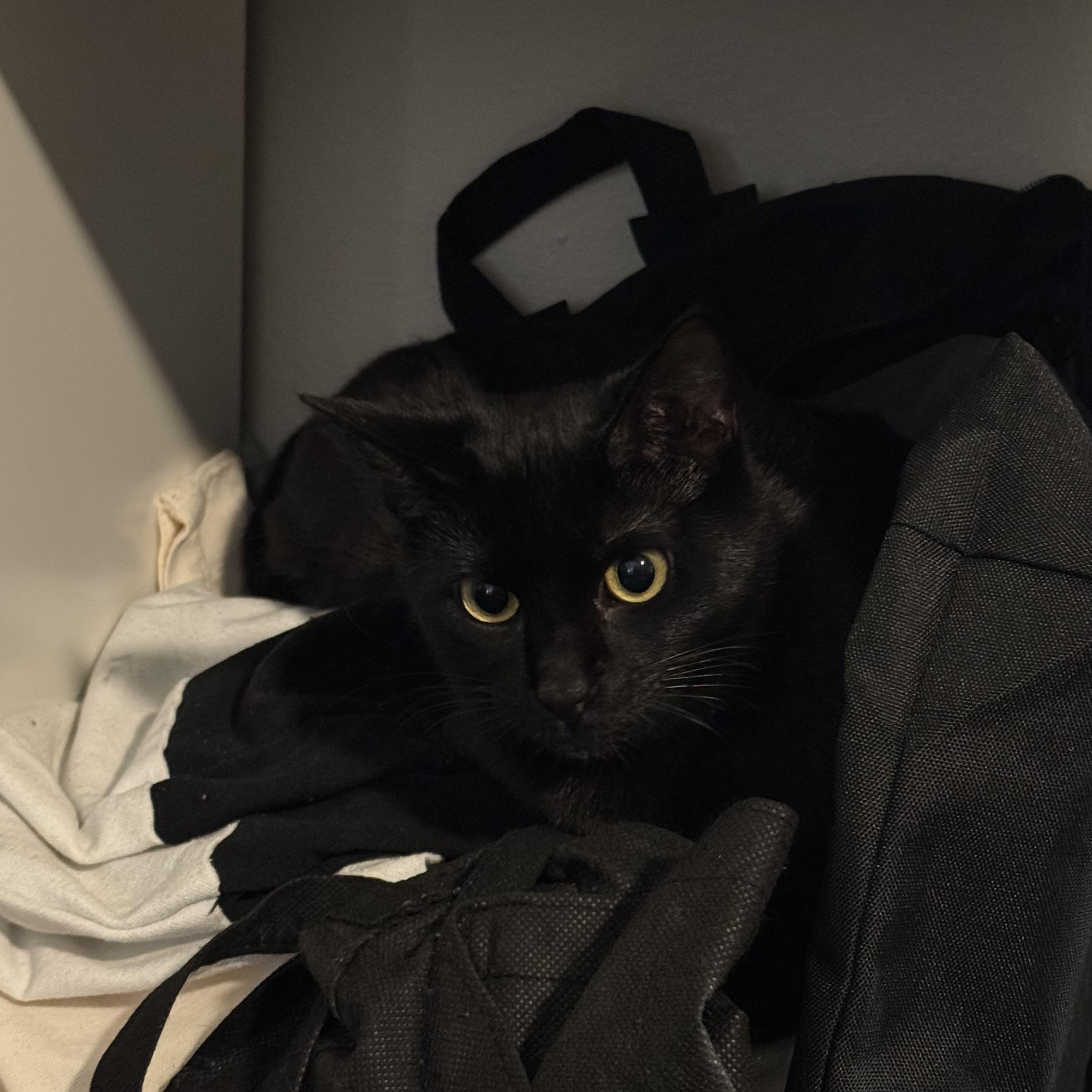 Enlarge Bunny Prakash Barton, an adopted Domestic Short Hair in Denver, CO image 2/5