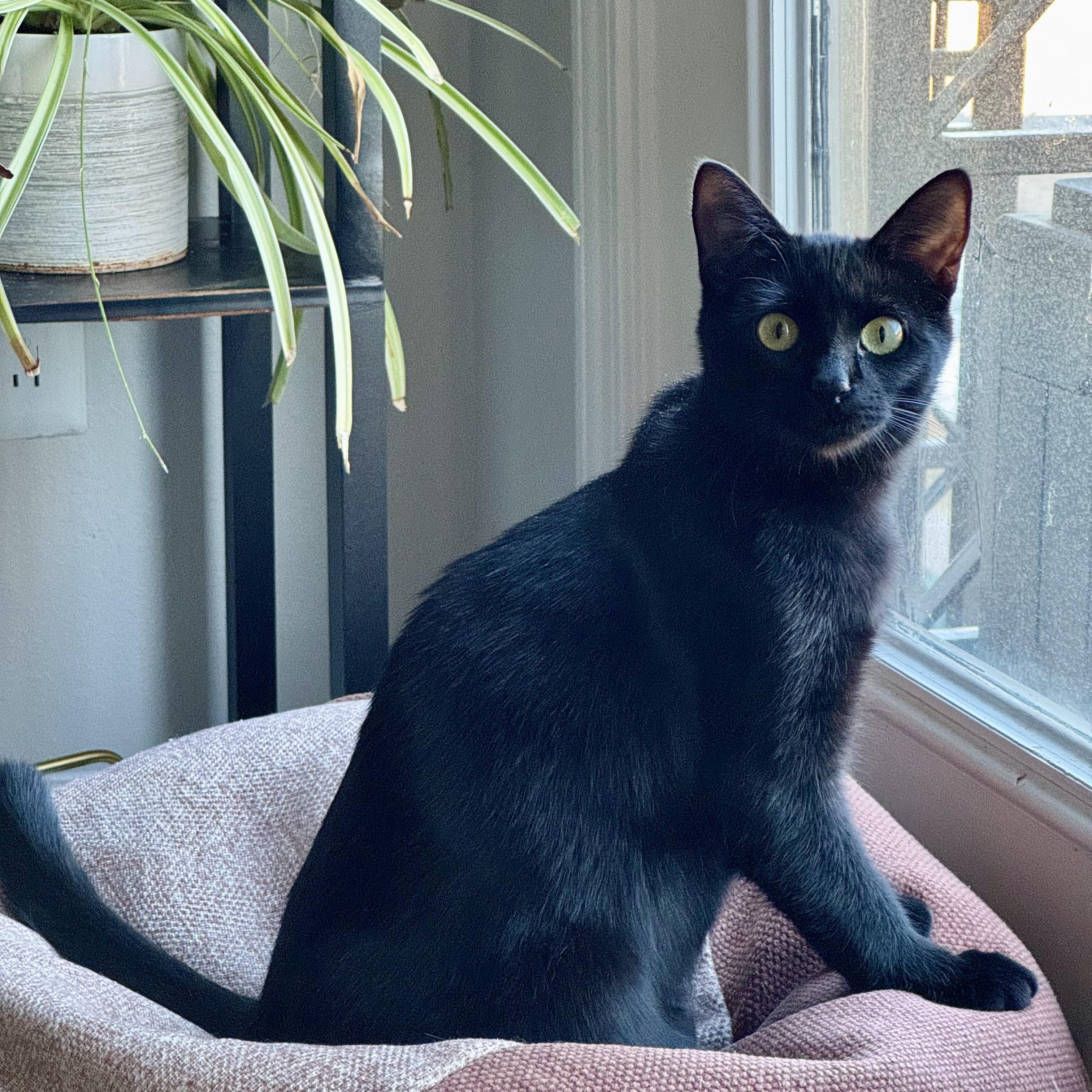 Bunny Prakash Barton, adopted, Kitten Female Domestic Short Hair.