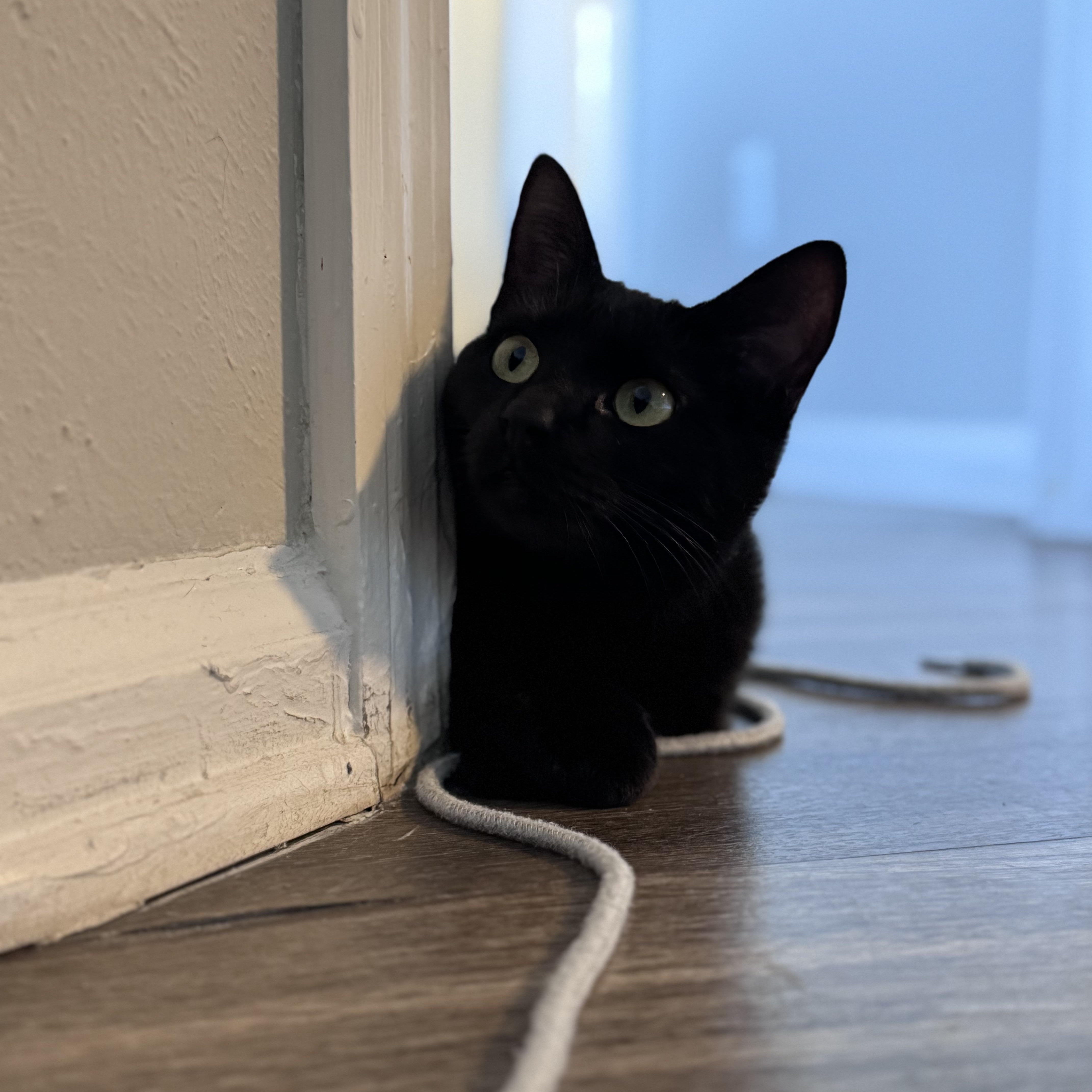 Enlarge Bunny Prakash Barton, an adopted Domestic Short Hair in Denver, CO image 4/5