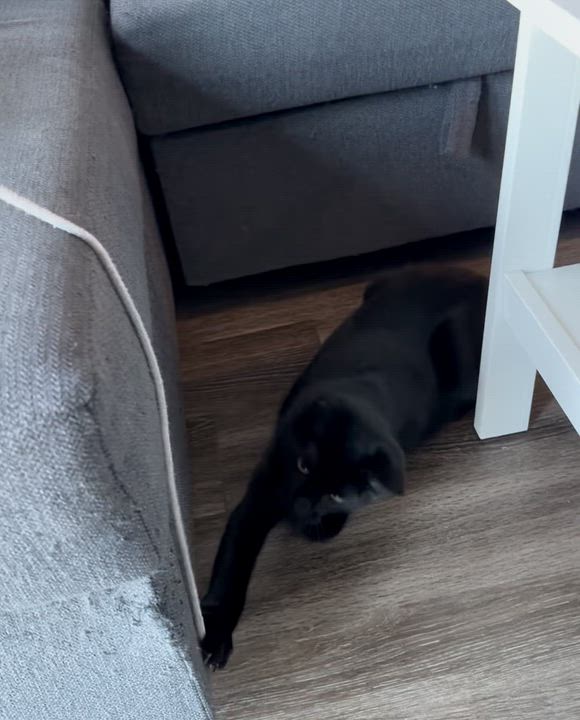 Enlarge Bunny Prakash Barton, an adopted Domestic Short Hair in Denver, CO video 5/5