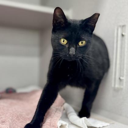 Salem — thumbnail 2