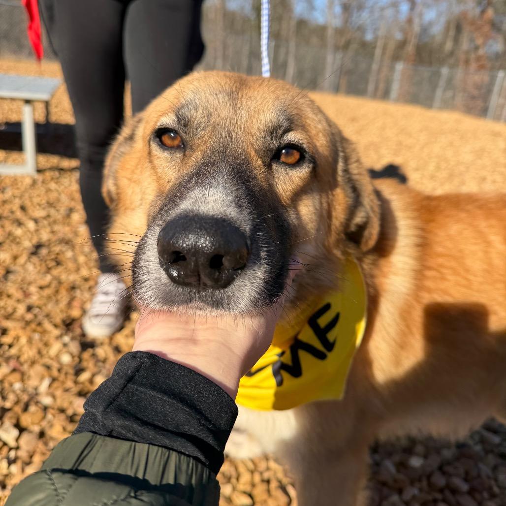 Enlarge Murphy in NH! Come Meet Our Adoptable Dogs Wed-Sat More Info in Bio! , a Adoptable mixed breed in Manchester, NH image 2/3