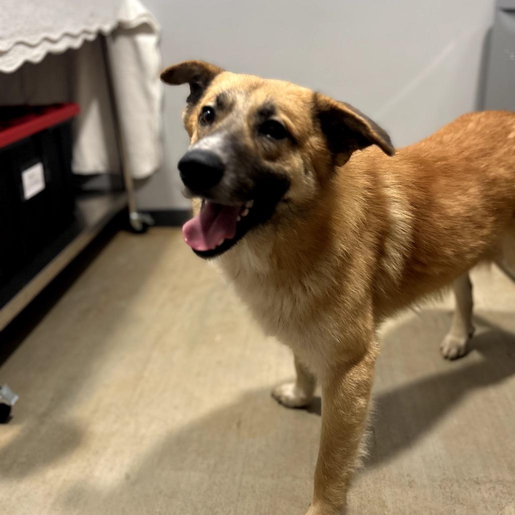 Enlarge Murphy in NH! Come Meet Our Adoptable Dogs Wed-Sat More Info in Bio! , a Adoptable mixed breed in Manchester, NH image 1/3