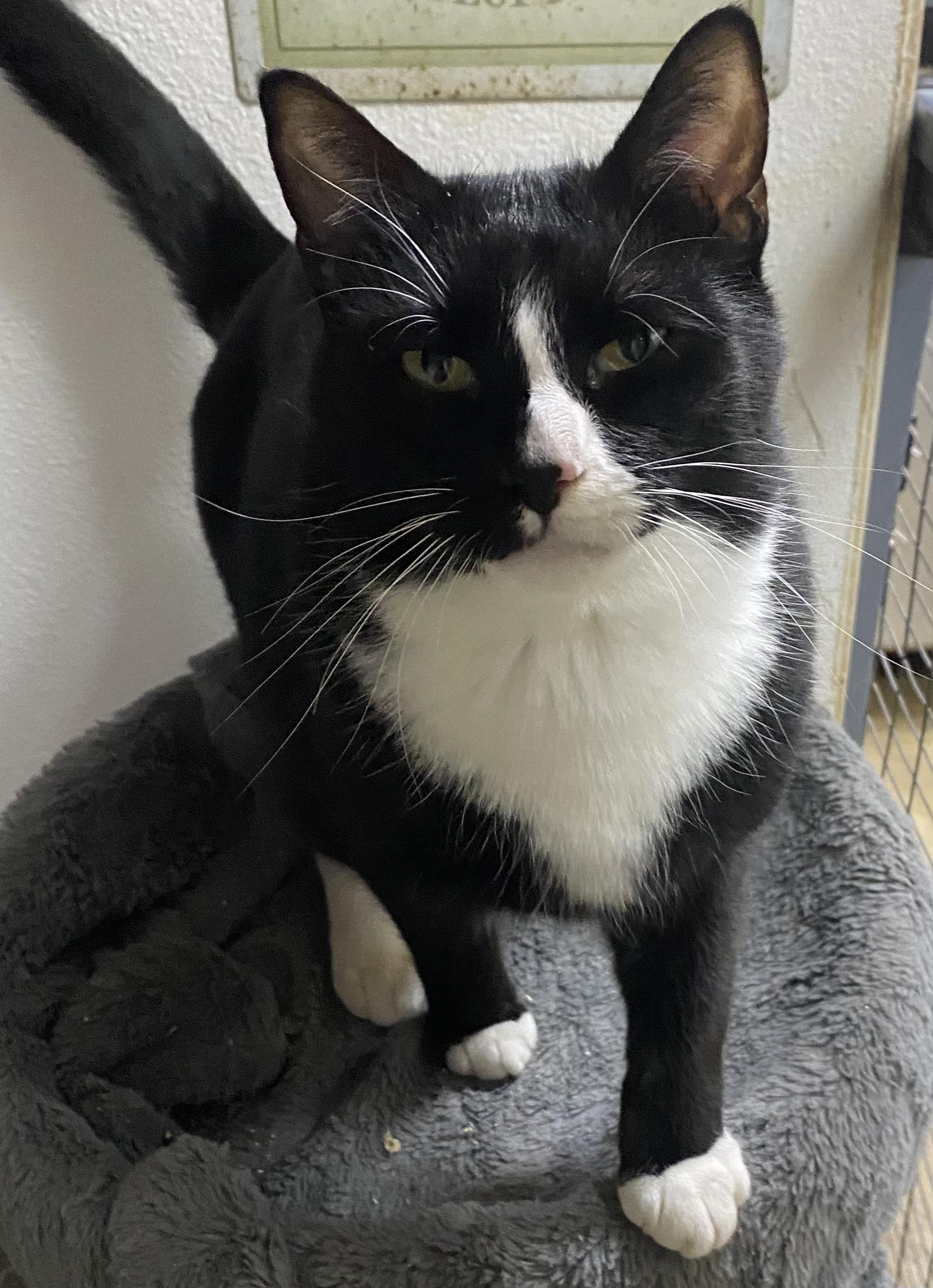 Enlarge Lofty, a Adoptable mixed breed in Stanwood, WA image 2/4