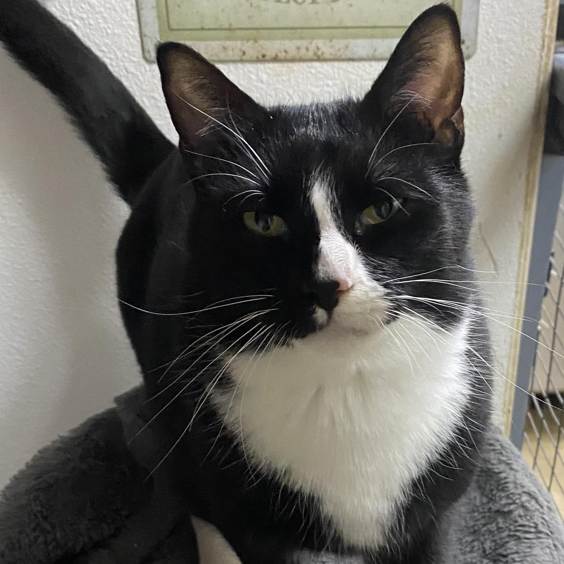 Enlarge Lofty, a Adoptable mixed breed in Stanwood, WA image 4/4