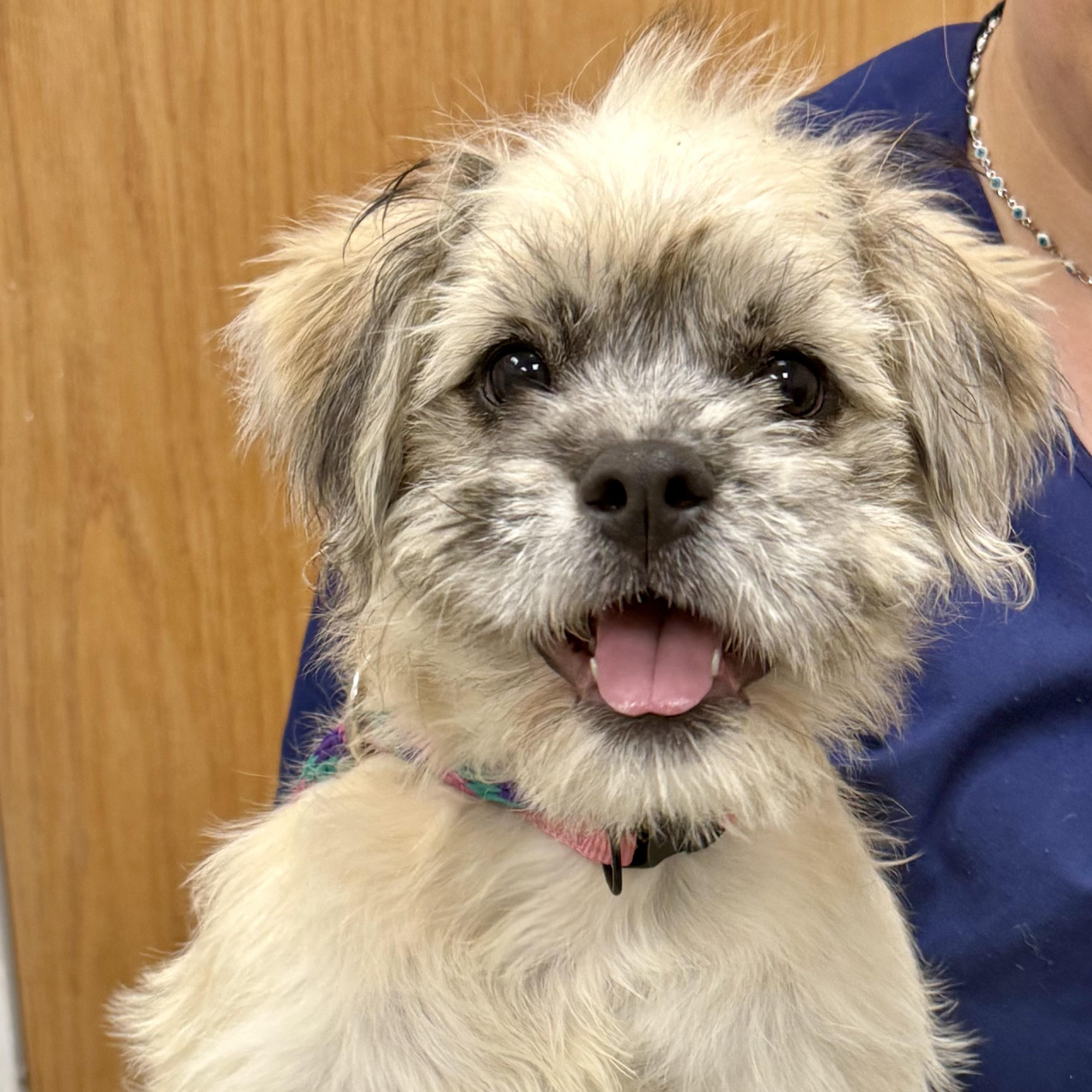 Enlarge Sandy, an adopted mixed breed in Cranford, NJ image 2/4