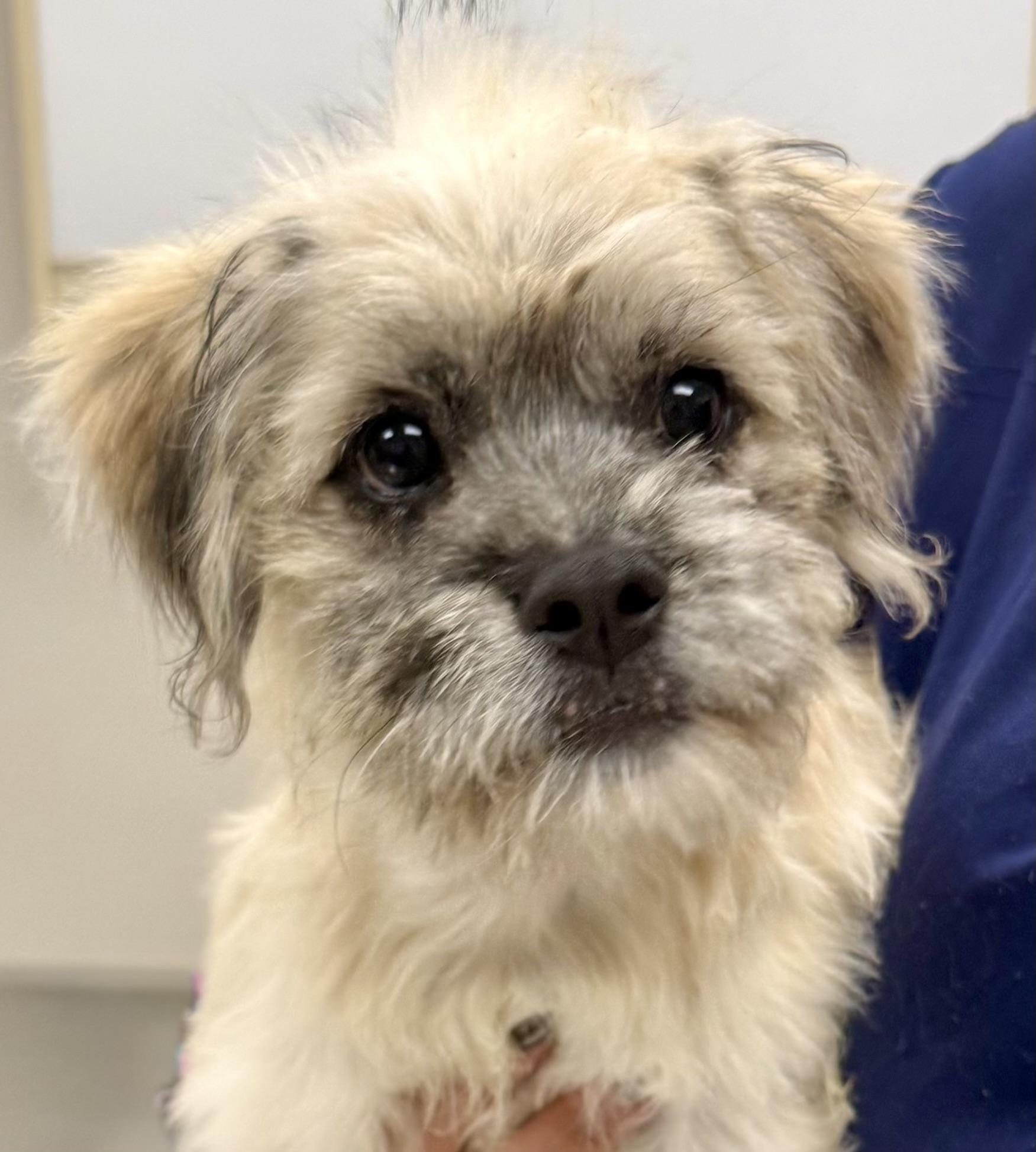 Sandy, adopted, Puppy Female Havanese.