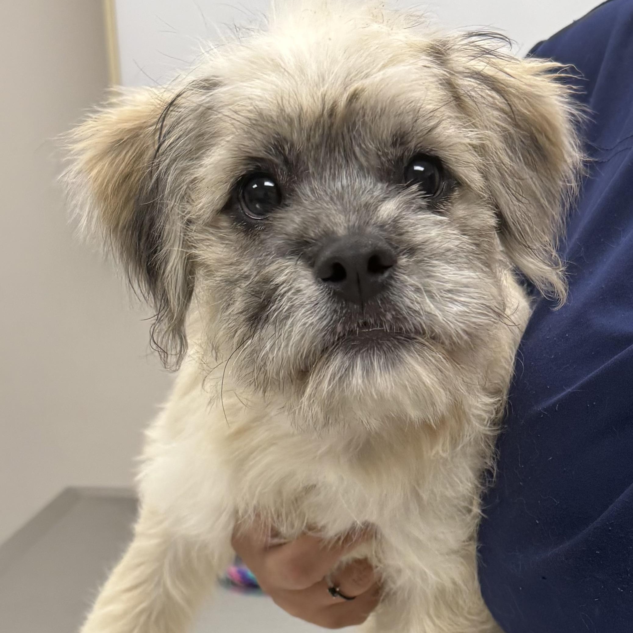 Enlarge Sandy, an adopted mixed breed in Cranford, NJ image 4/4