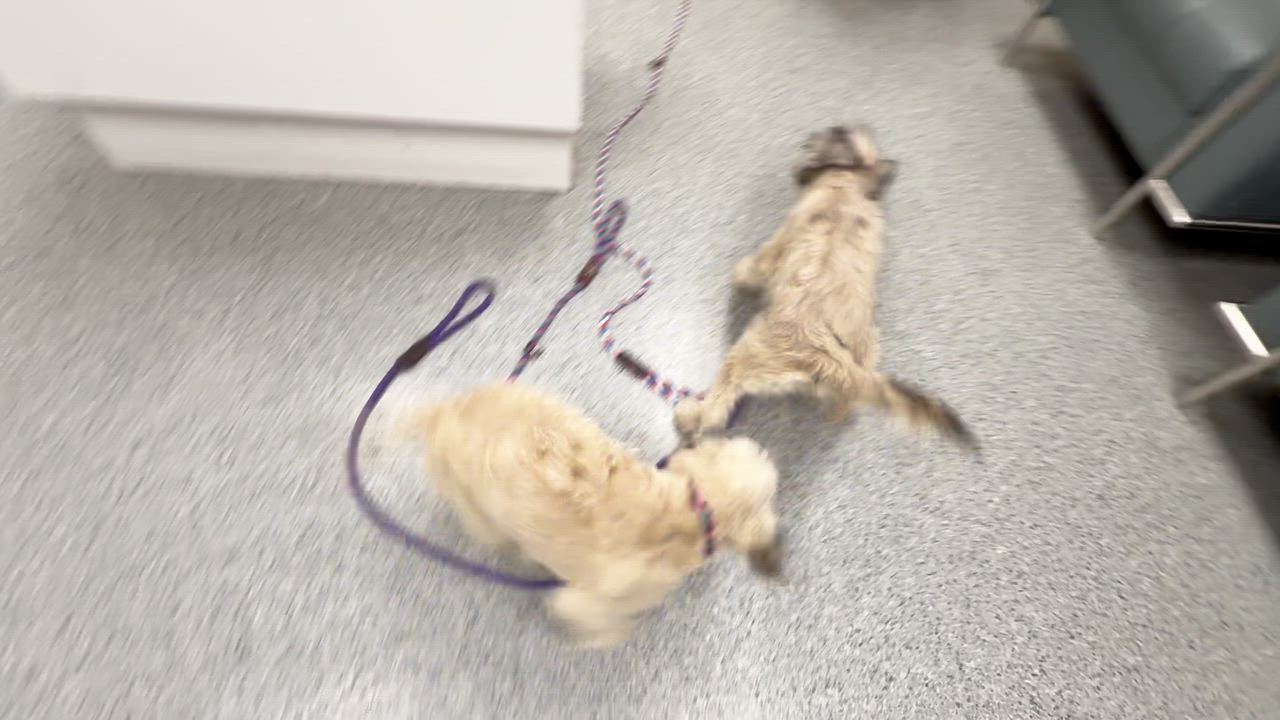 Enlarge Sandy, an adopted mixed breed in Cranford, NJ video 3/4