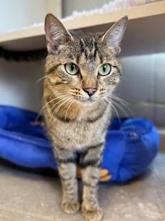 Enlarge *BABY*, a Adoptable Domestic Short Hair in Louisville, KY image 1/1