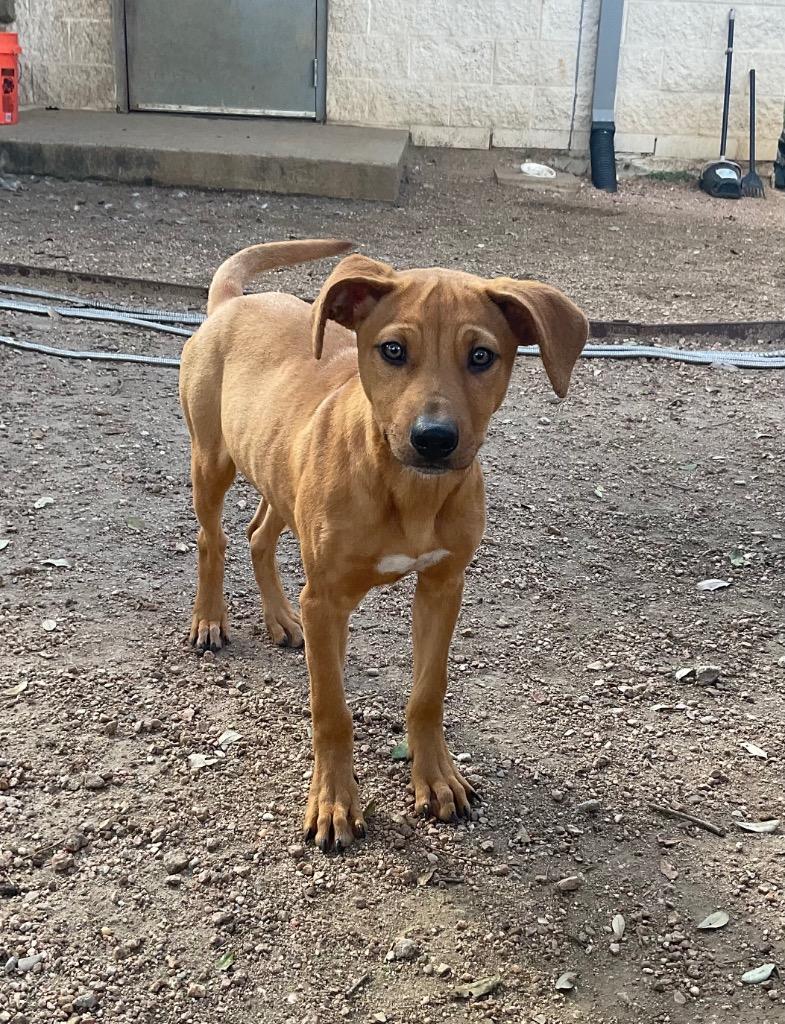 Enlarge Yumi, a Adoptable Hound in Missouri City, TX image 1/1