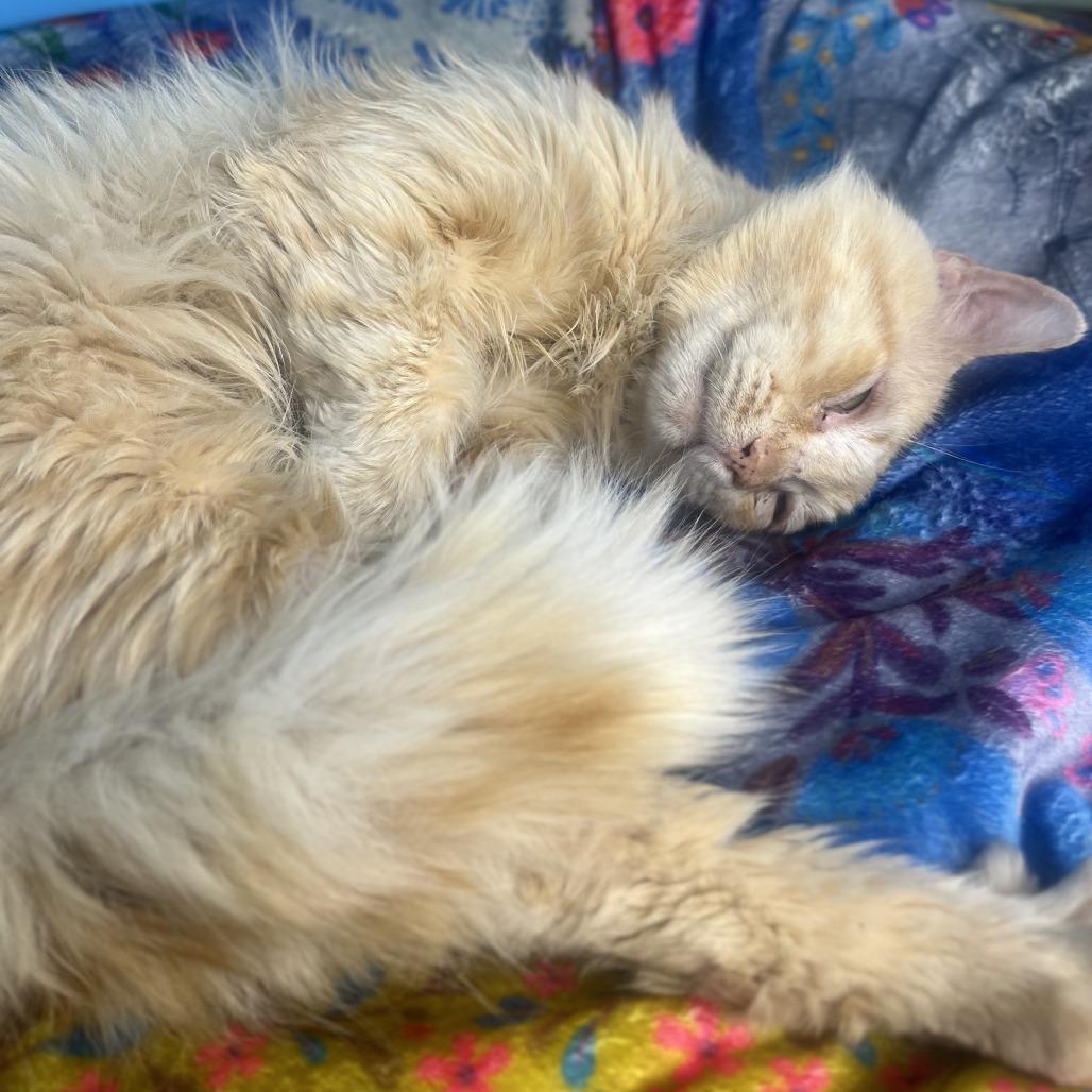 Theodore, Adoptable, Adult Male Domestic Short Hair.