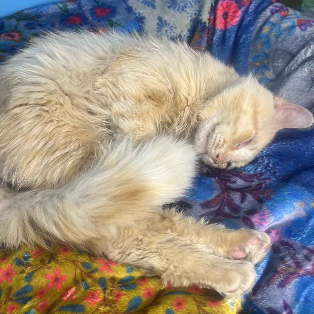 Theodore, a Adoptable Domestic Short Hair in San Antonio, TX image 2/6