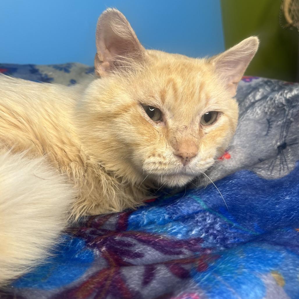 Theodore, a Adoptable Domestic Short Hair in San Antonio, TX image 3/6