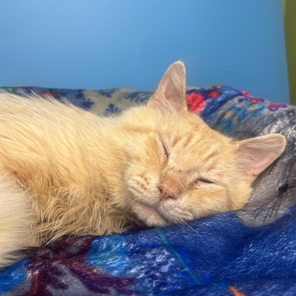 Theodore, a Adoptable Domestic Short Hair in San Antonio, TX image 4/6