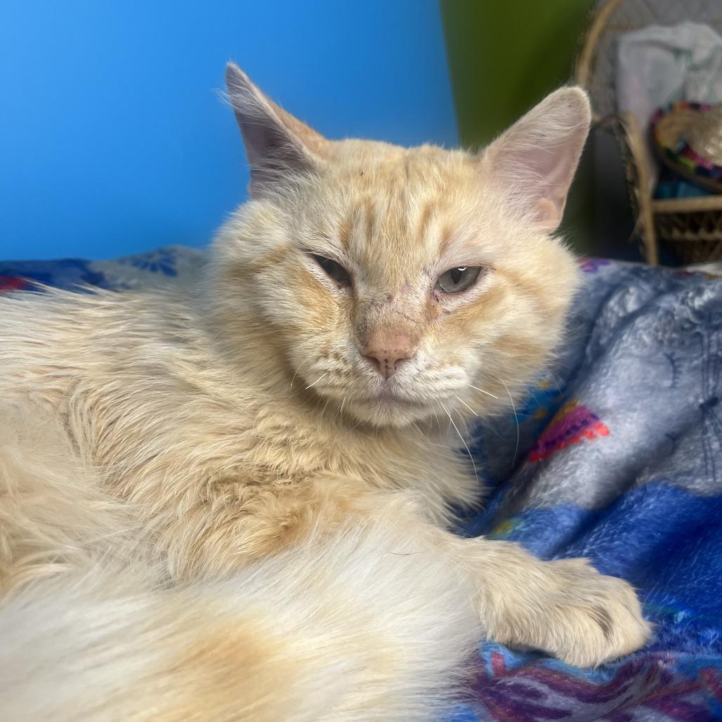 Theodore, a Adoptable Domestic Short Hair in San Antonio, TX image 5/6
